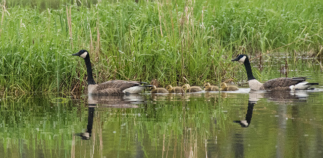 Canadian Geese with chicks