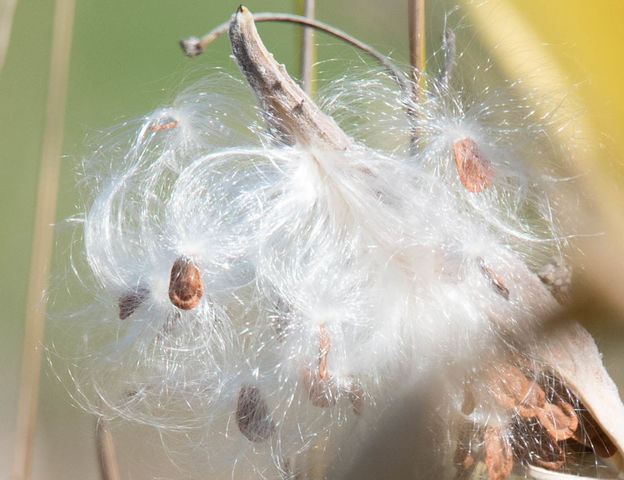 Milkweed 